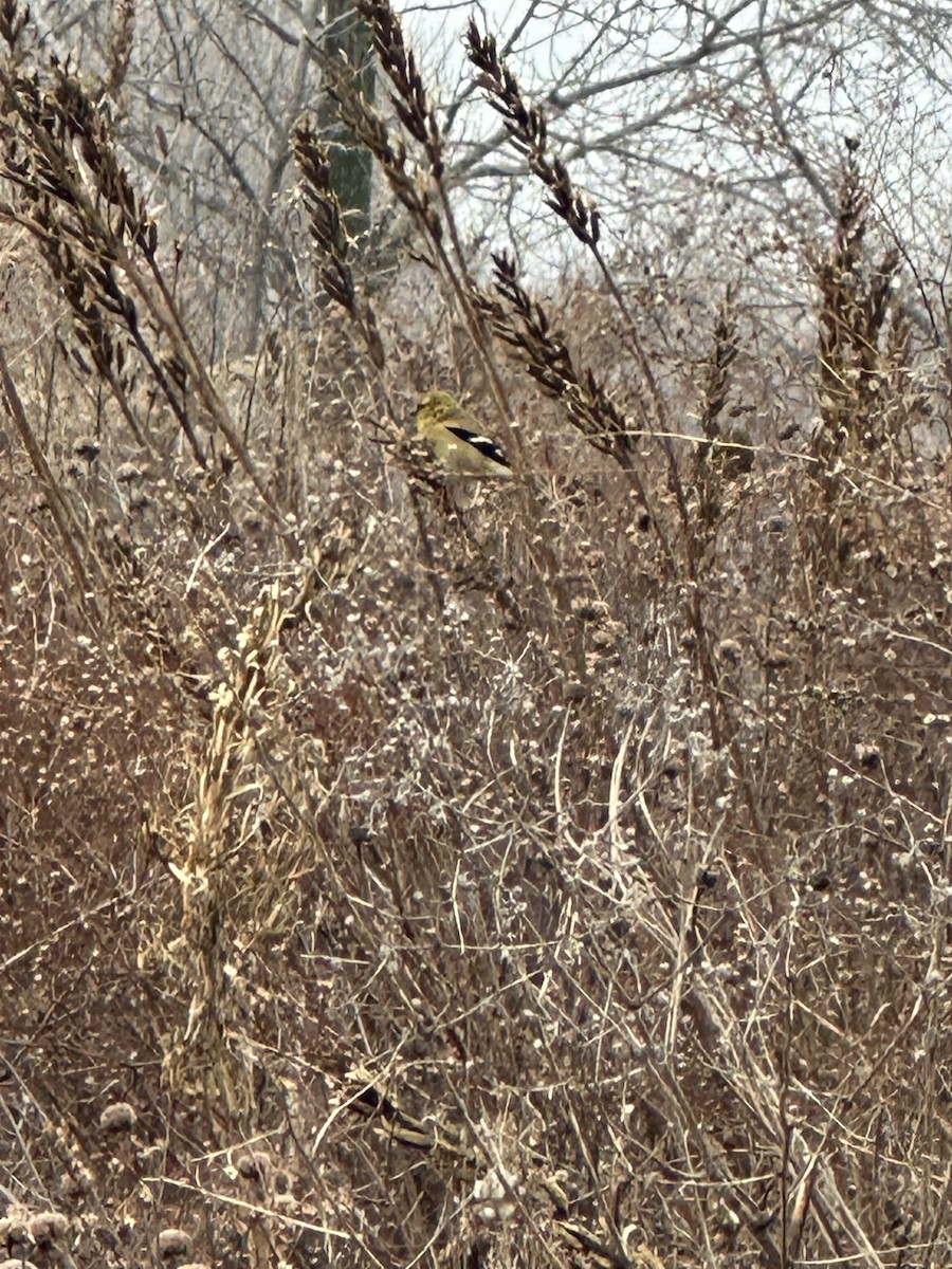 American Goldfinch - ML628107082