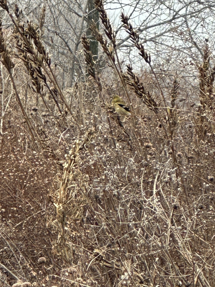 American Goldfinch - ML628107083