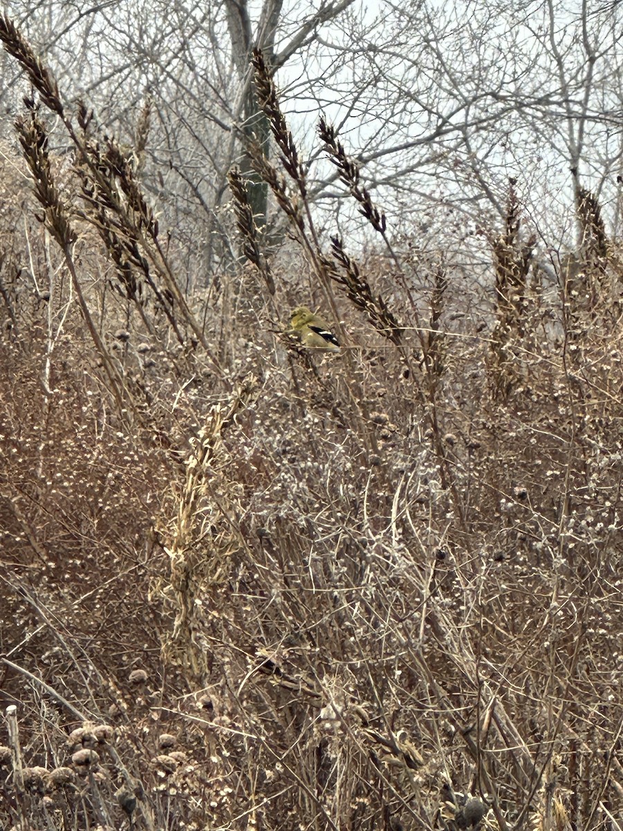 American Goldfinch - ML628107084