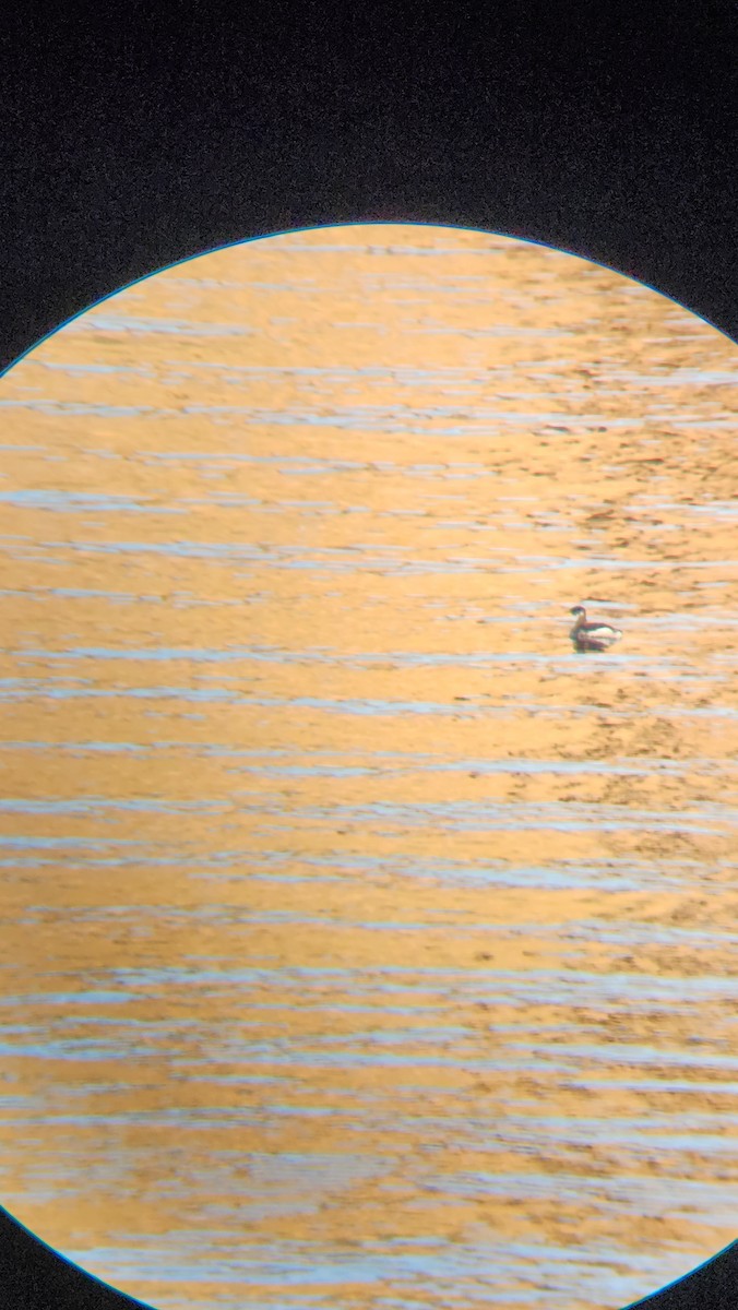 Red-necked Grebe - ML628107205