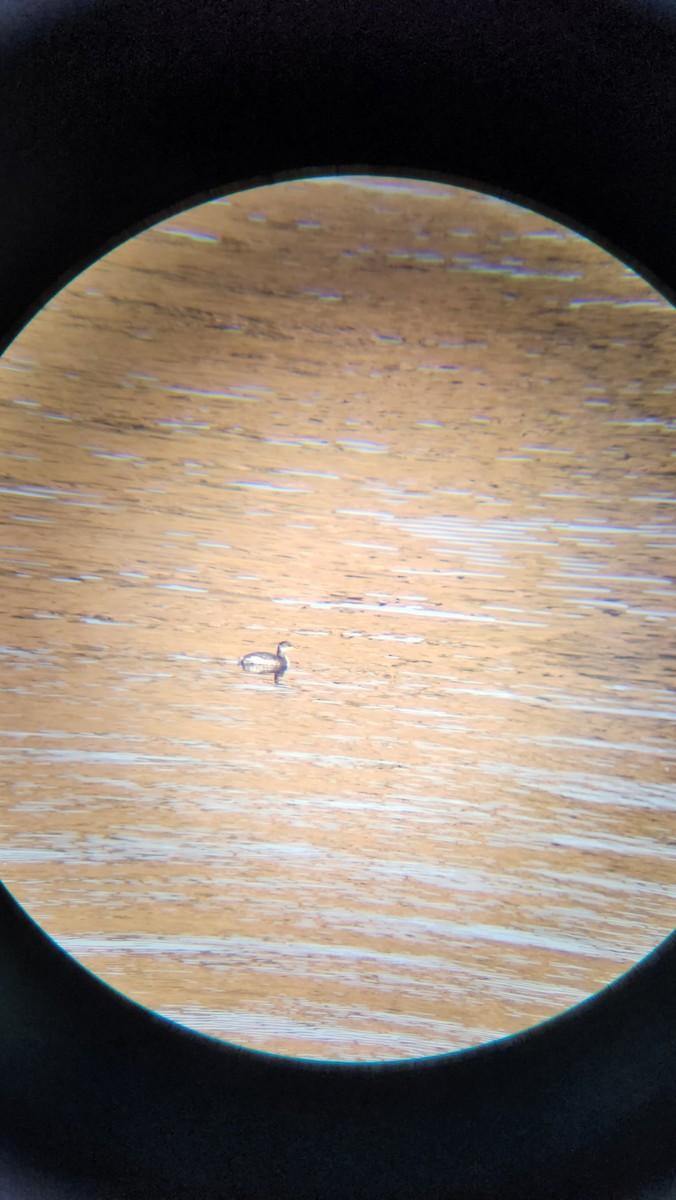 Red-necked Grebe - ML628107206