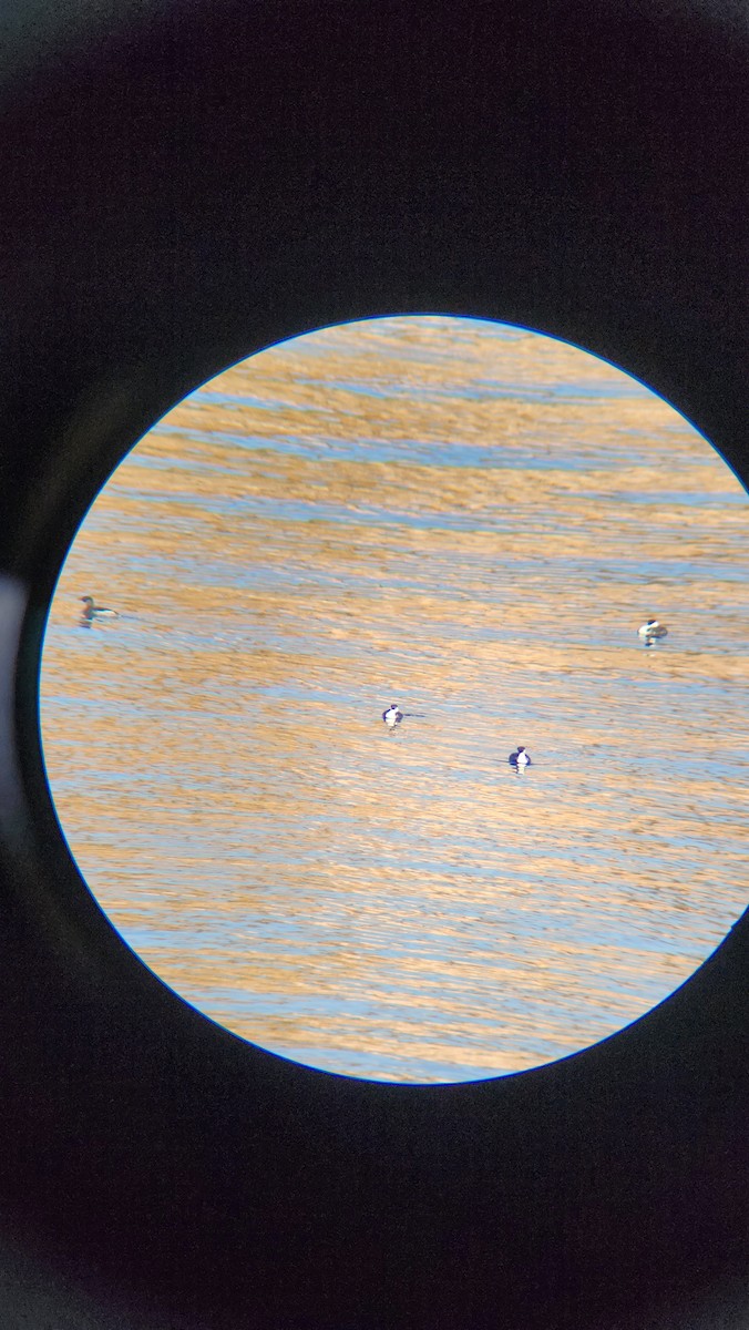 Red-necked Grebe - ML628107207