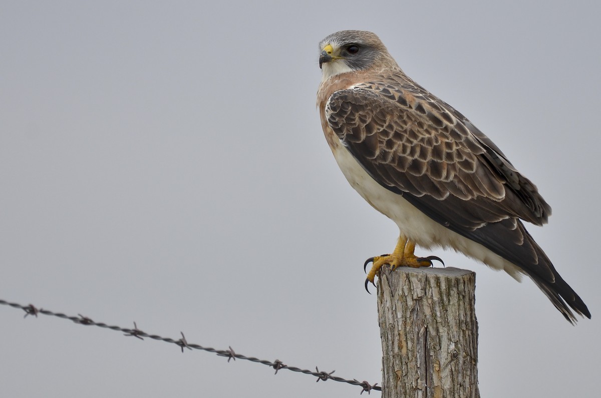 Swainson's Hawk - Malcolm Gold