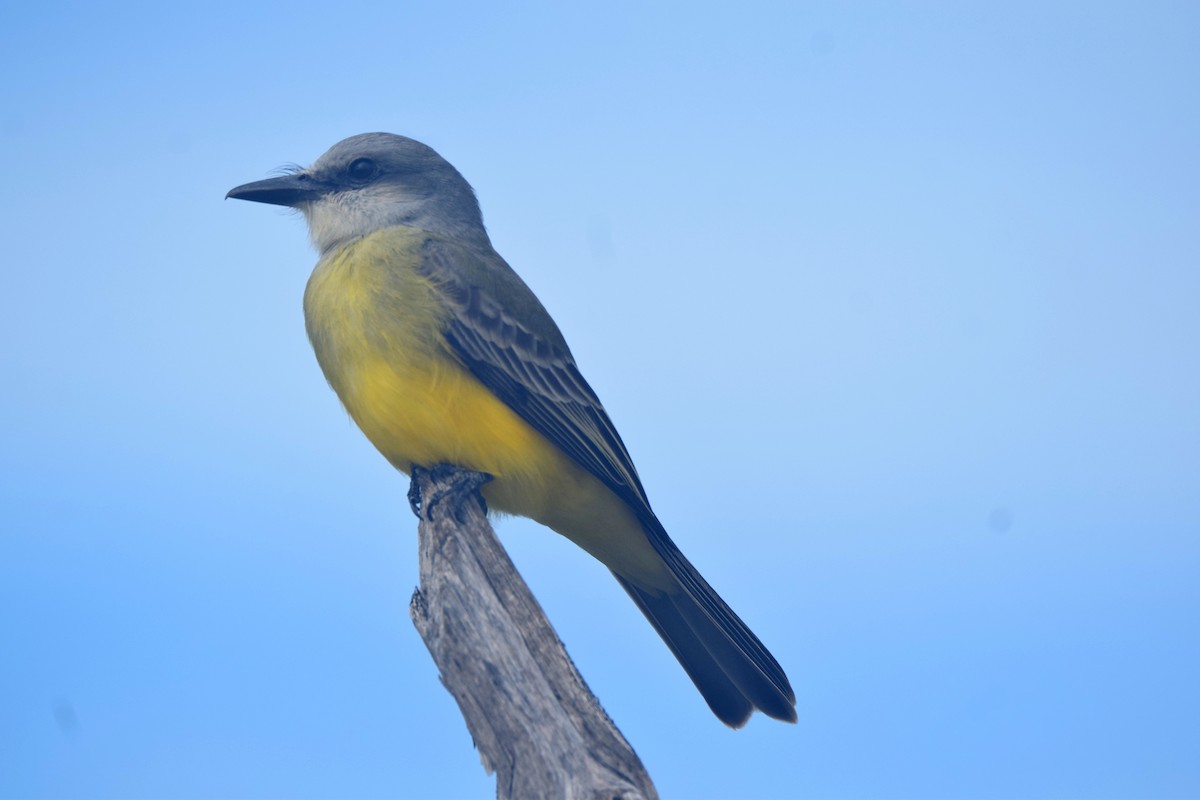 Tropical Kingbird - ML628107246