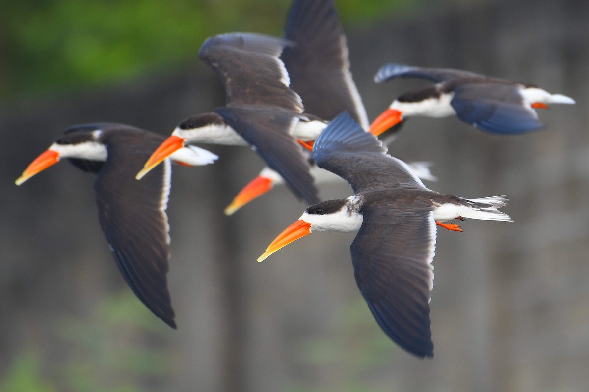 African Skimmer - ML628107311