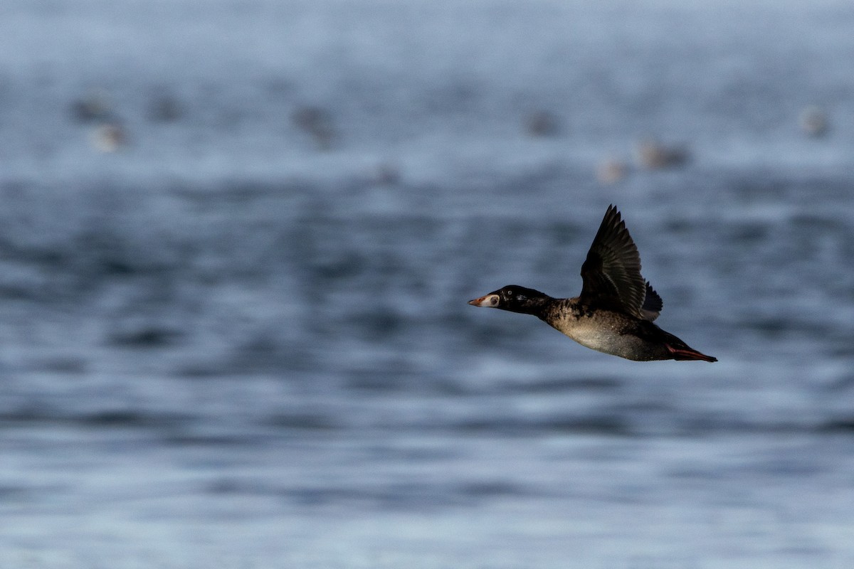 Surf Scoter - ML628107313