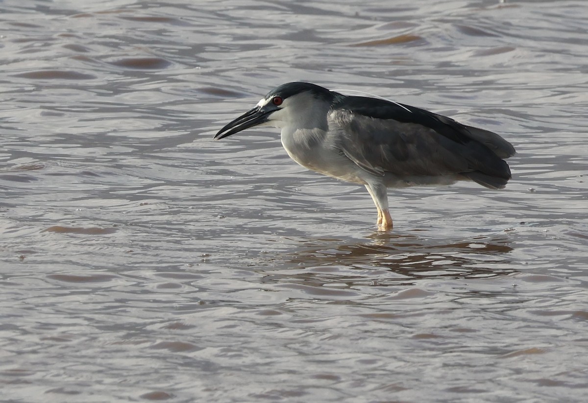 Black-crowned Night Heron - ML628107315