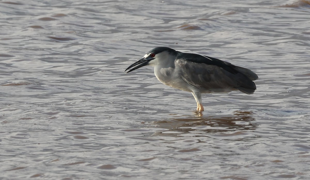 Black-crowned Night Heron - ML628107316