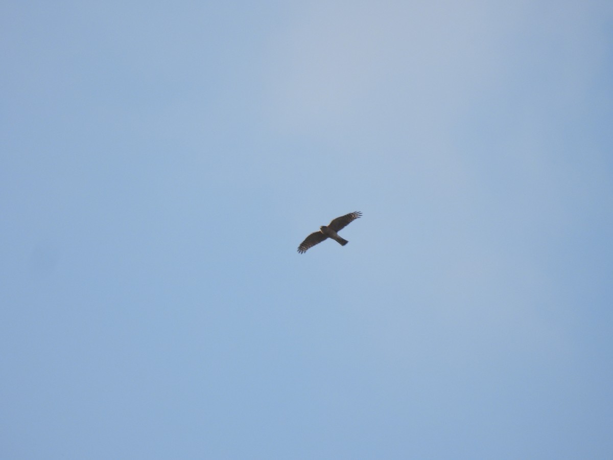 Sharp-shinned Hawk (Northern) - ML628107318