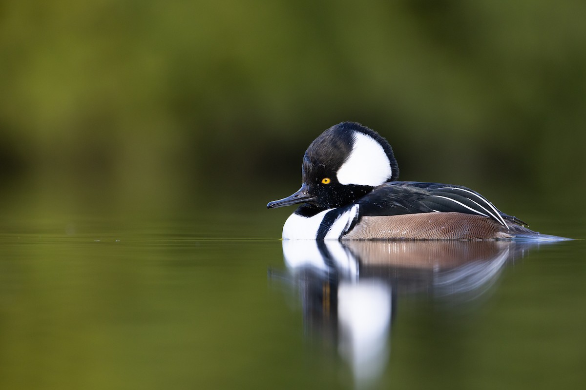 Hooded Merganser - ML628107321