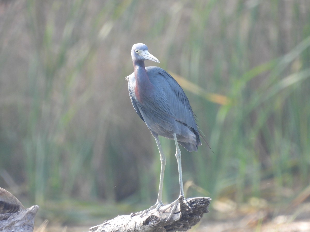 Little Blue Heron - ML628107322