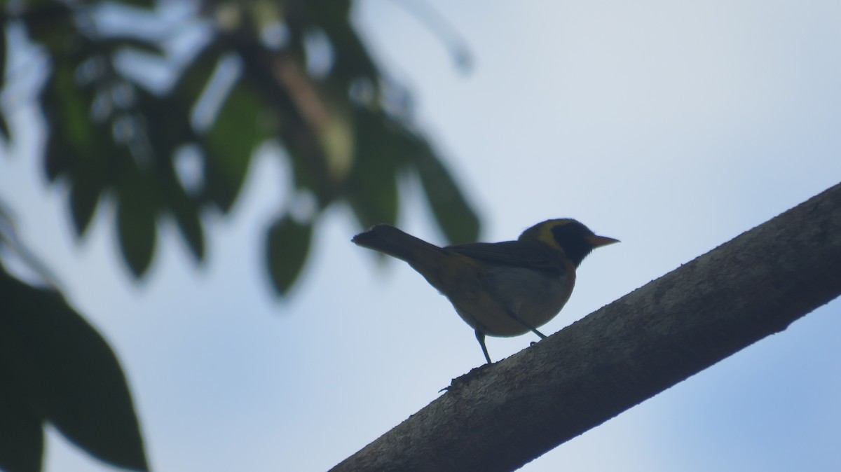 Guira Tanager - ML628107323