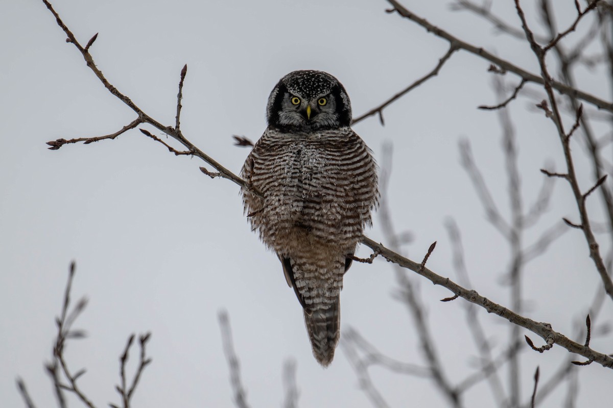 Northern Hawk Owl - ML628107324