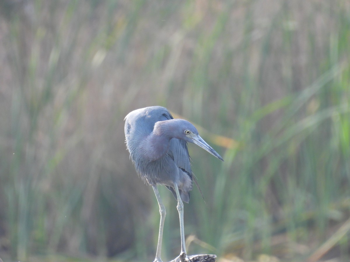 Little Blue Heron - ML628107328