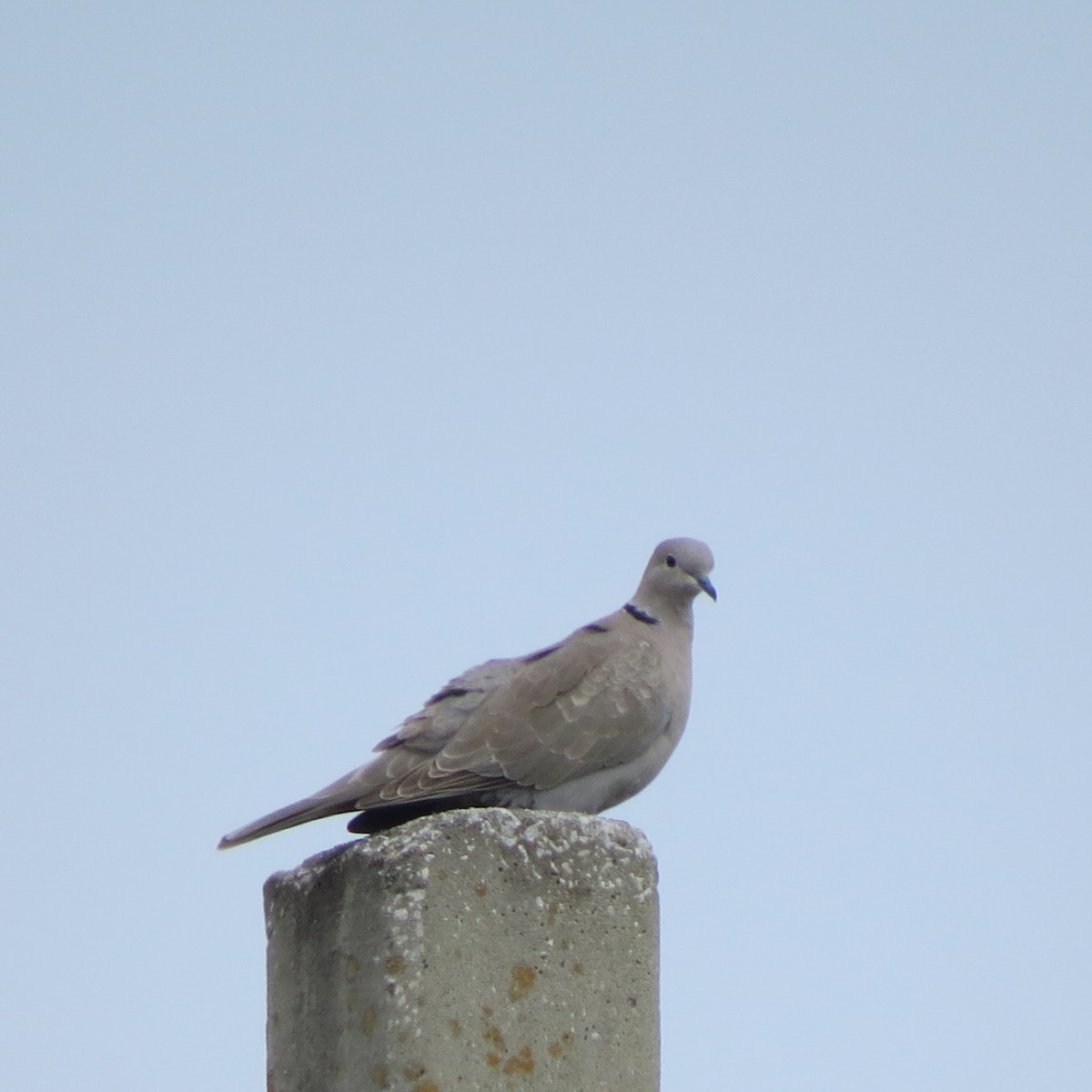 Eurasian Collared-Dove - ML628107329