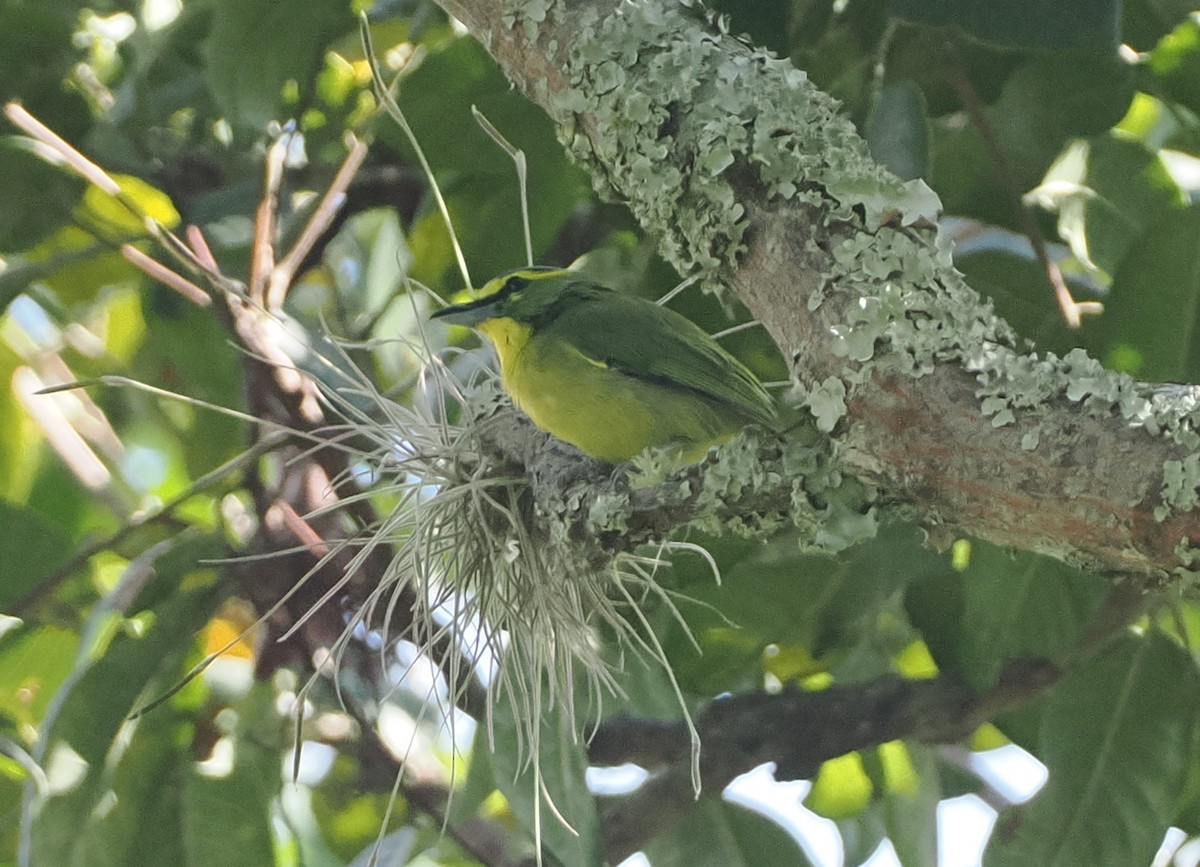 Yellow-browed Shrike-Vireo - ML628107332