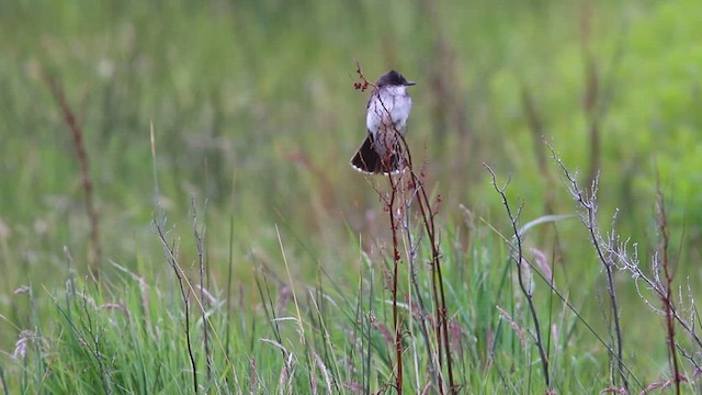 Eastern Kingbird - ML628107334