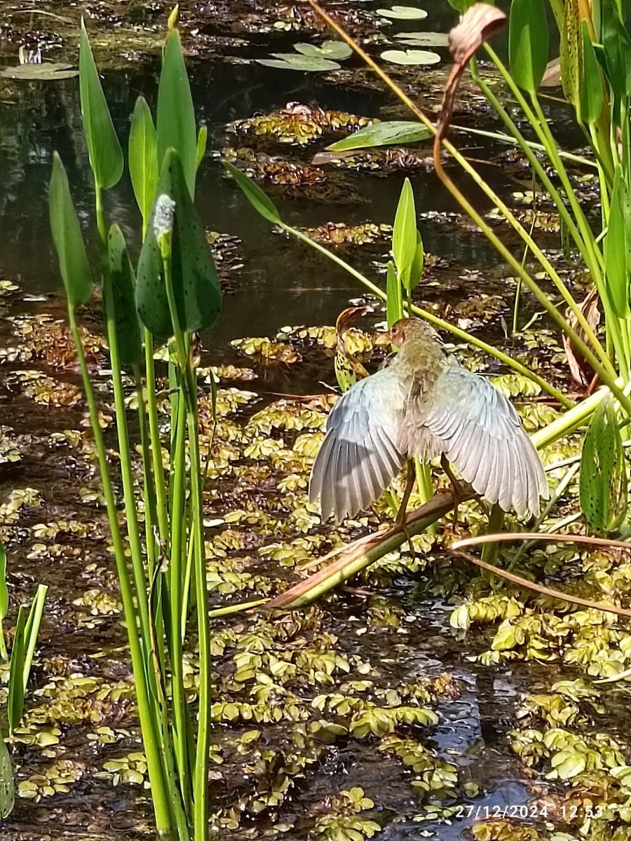 Purple Gallinule - ML628107336