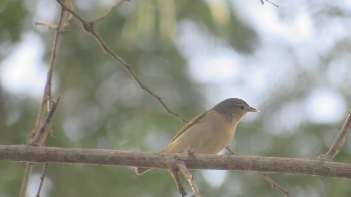 Chestnut-vented Conebill - ML628107338