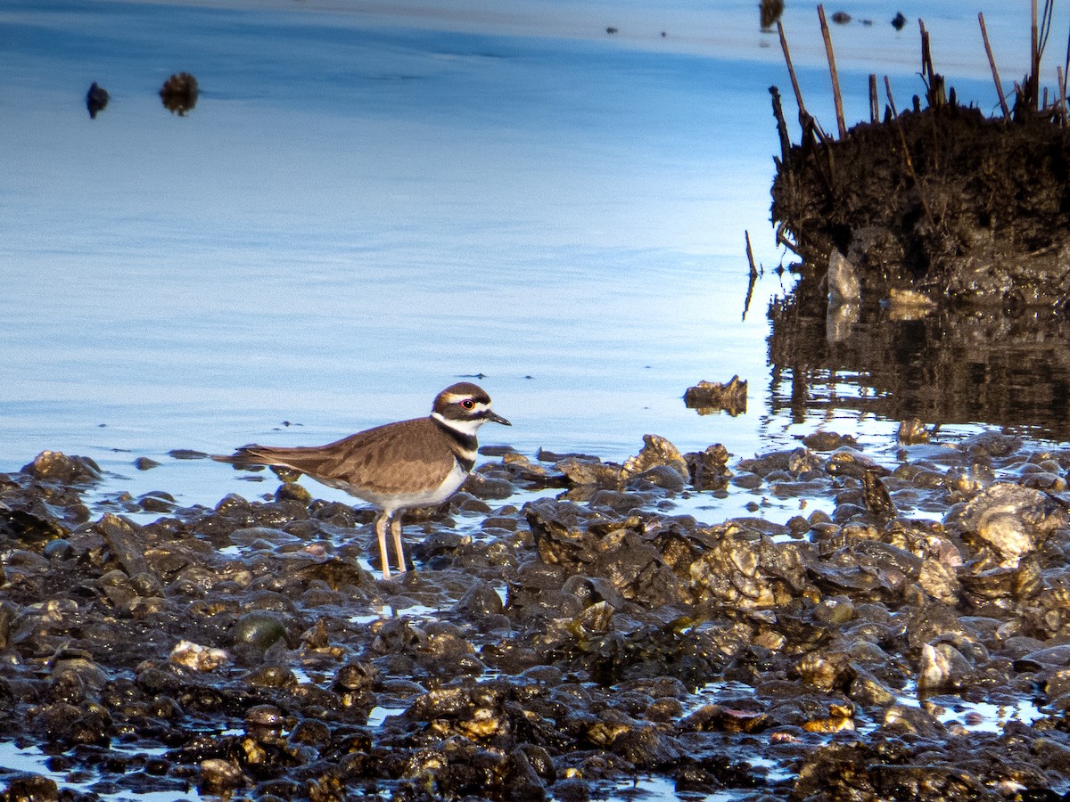 Killdeer - ML628107340