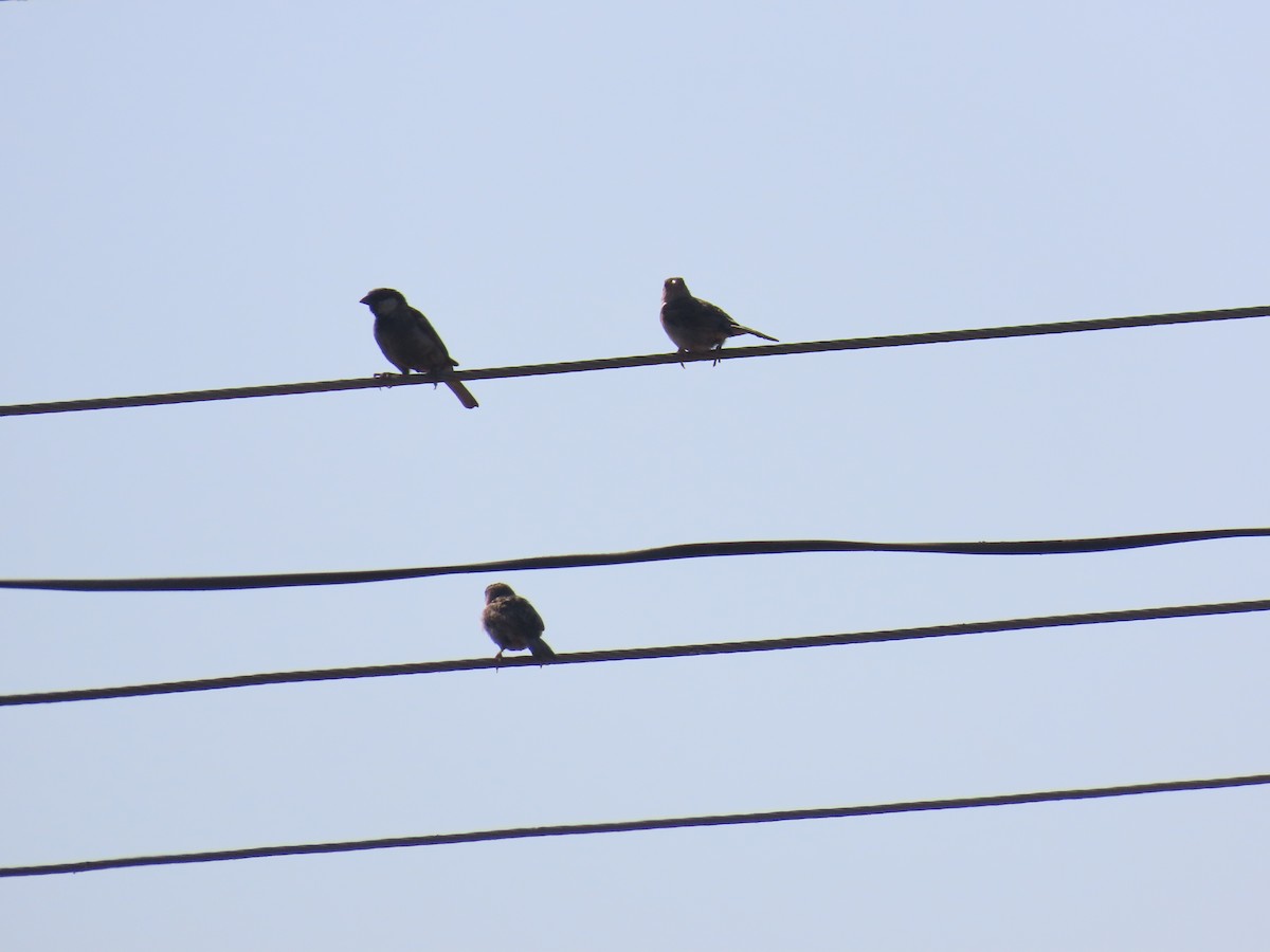 House Sparrow - ML628107343