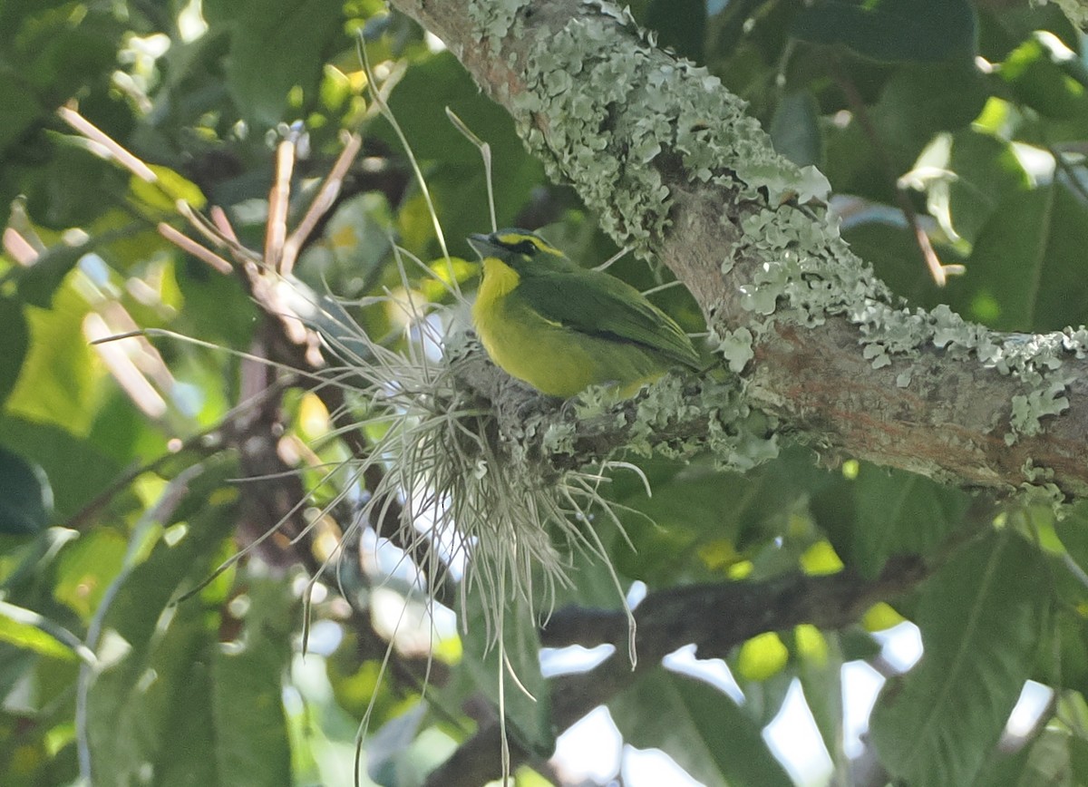 Yellow-browed Shrike-Vireo - ML628107344