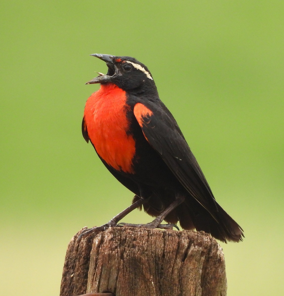 White-browed Meadowlark - ML628107346