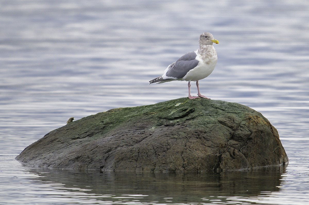 Western x Glaucous-winged Gull (hybrid) - ML628107347