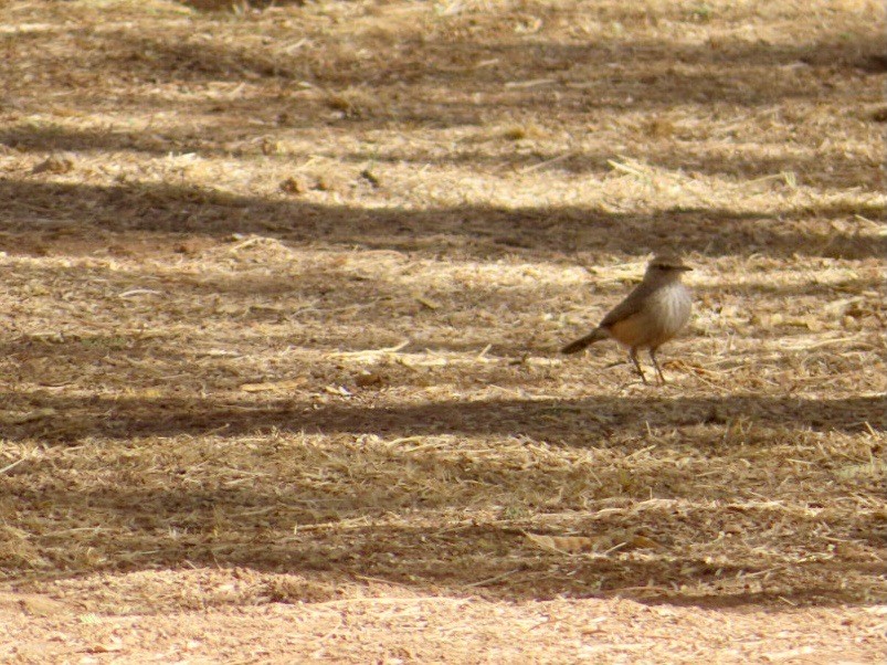 Rock Wren - ML628107348