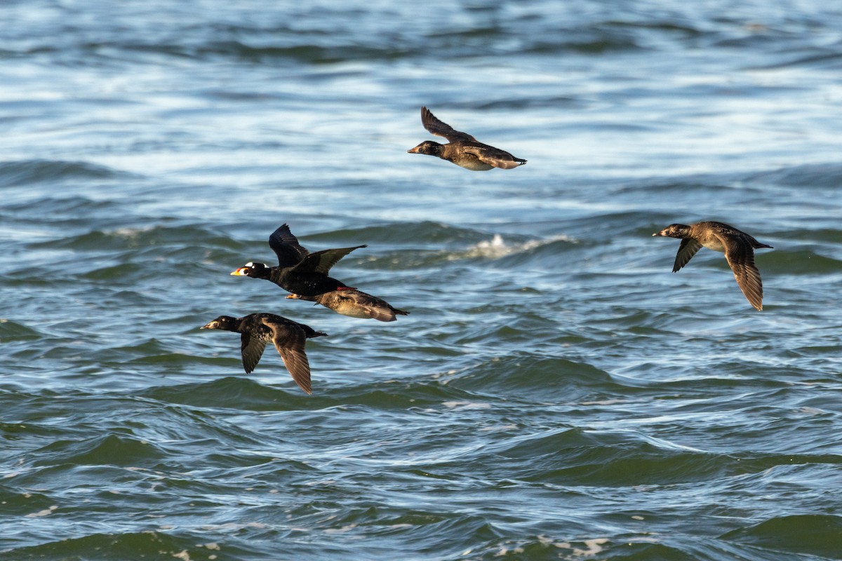 Surf Scoter - ML628107349