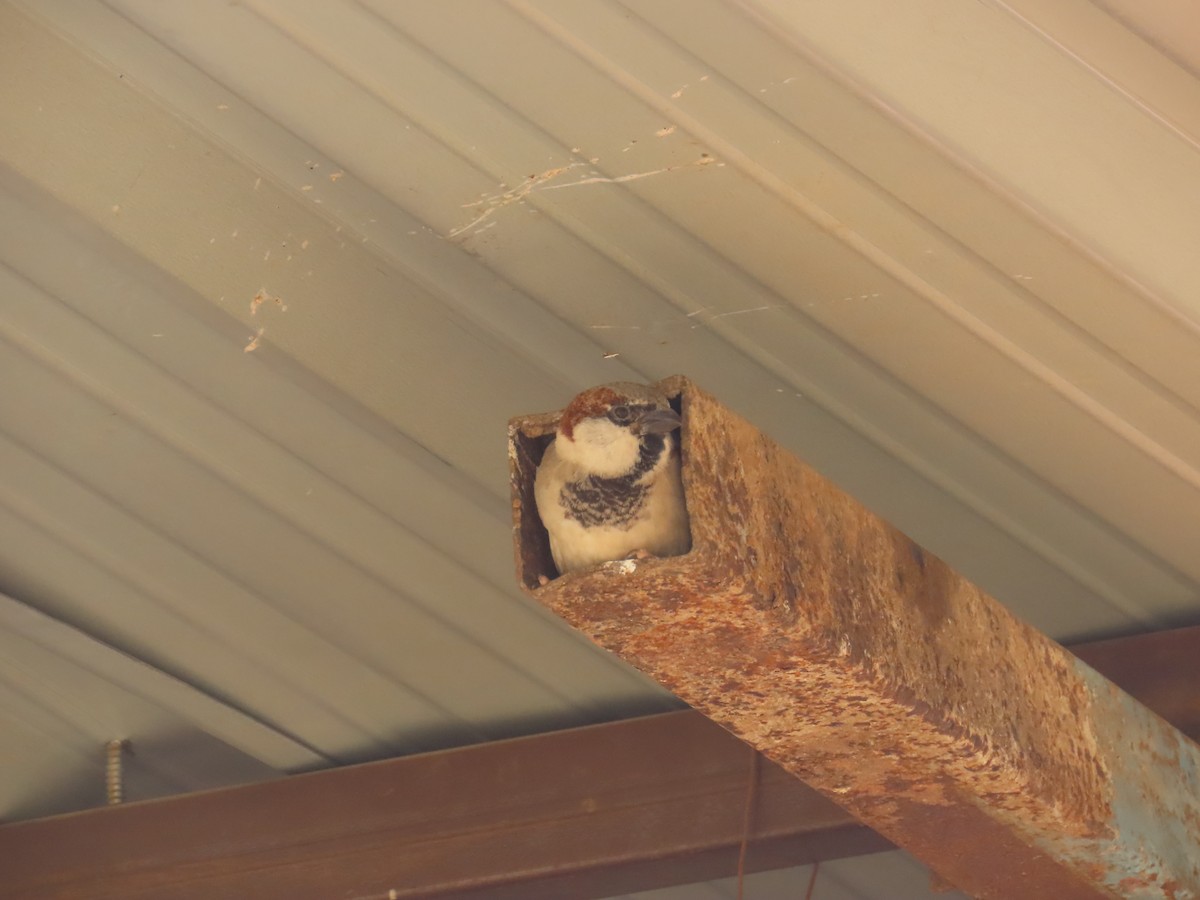 House Sparrow - ML628107350