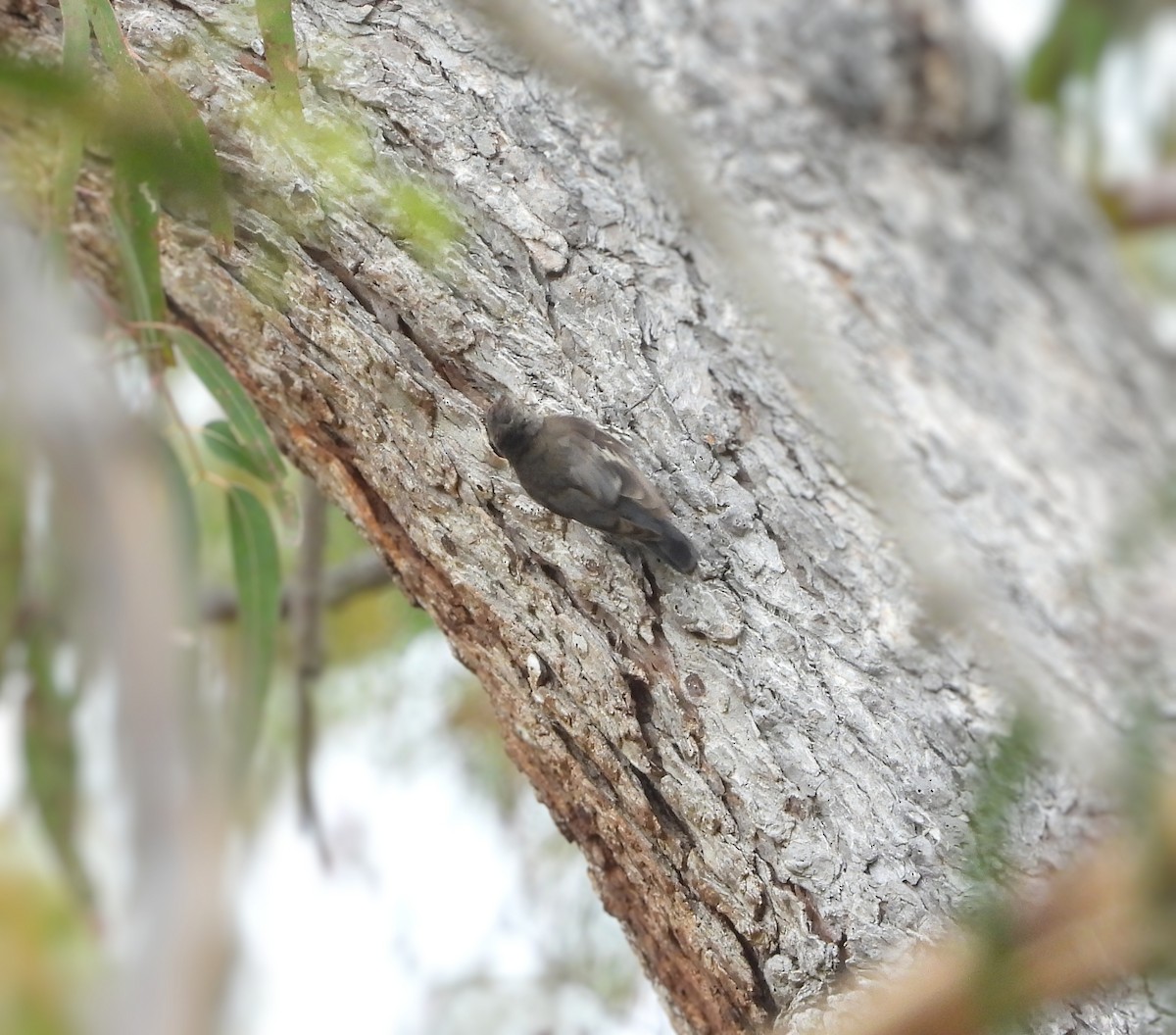 White-throated Treecreeper - ML628107354