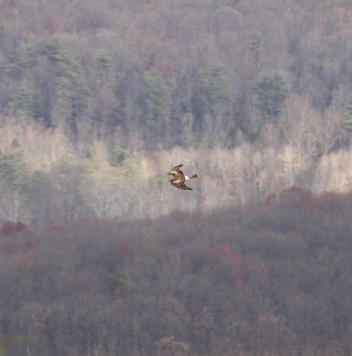 Northern Harrier - ML628107359