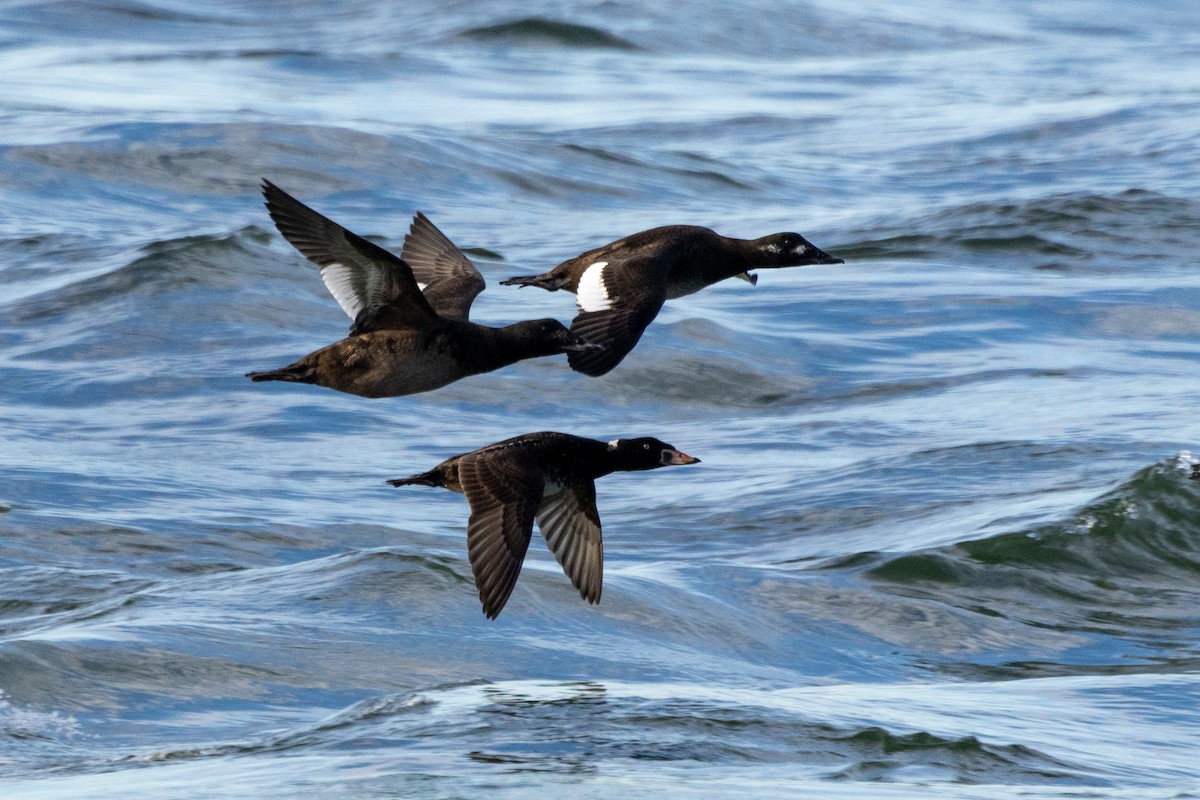 White-winged Scoter - ML628107360