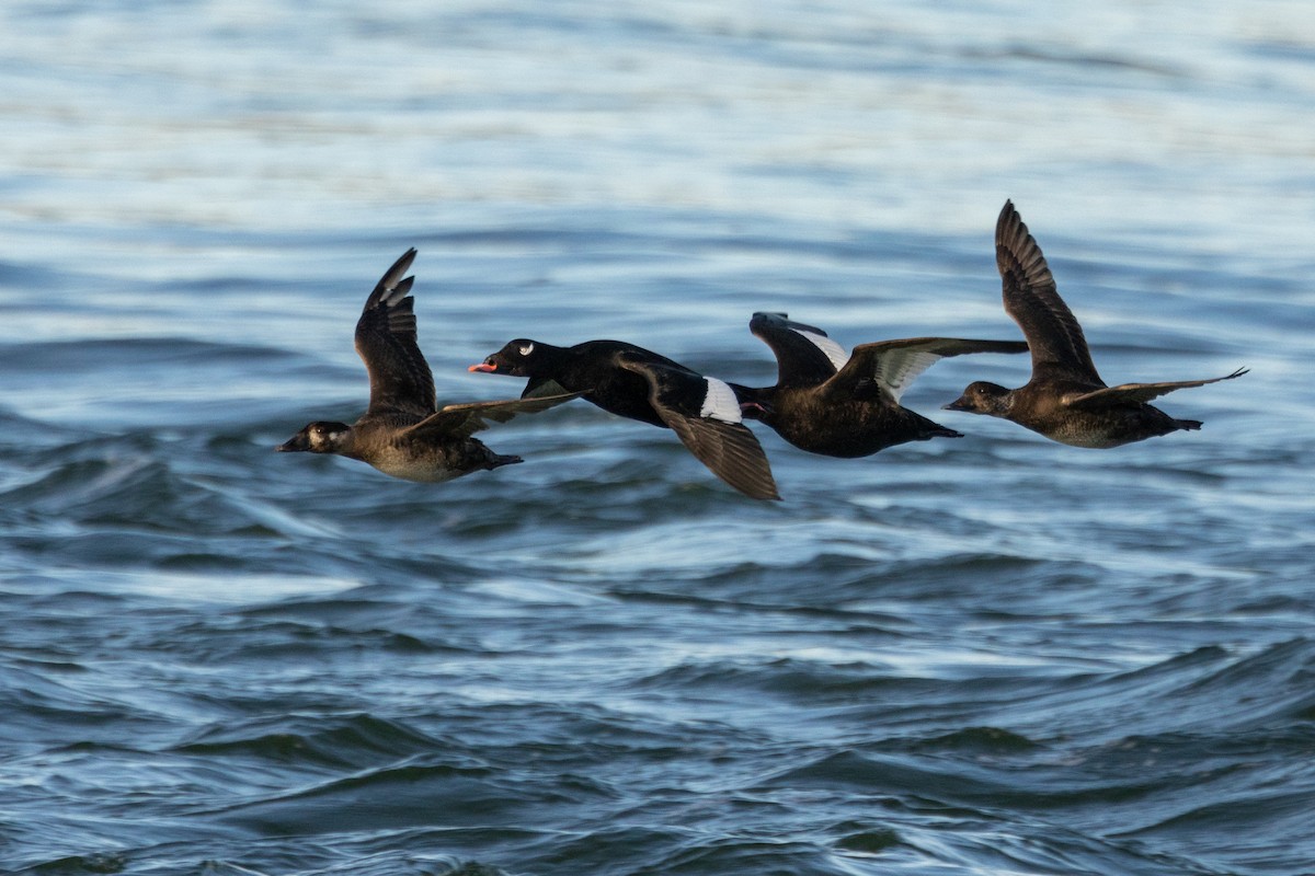 White-winged Scoter - ML628107361