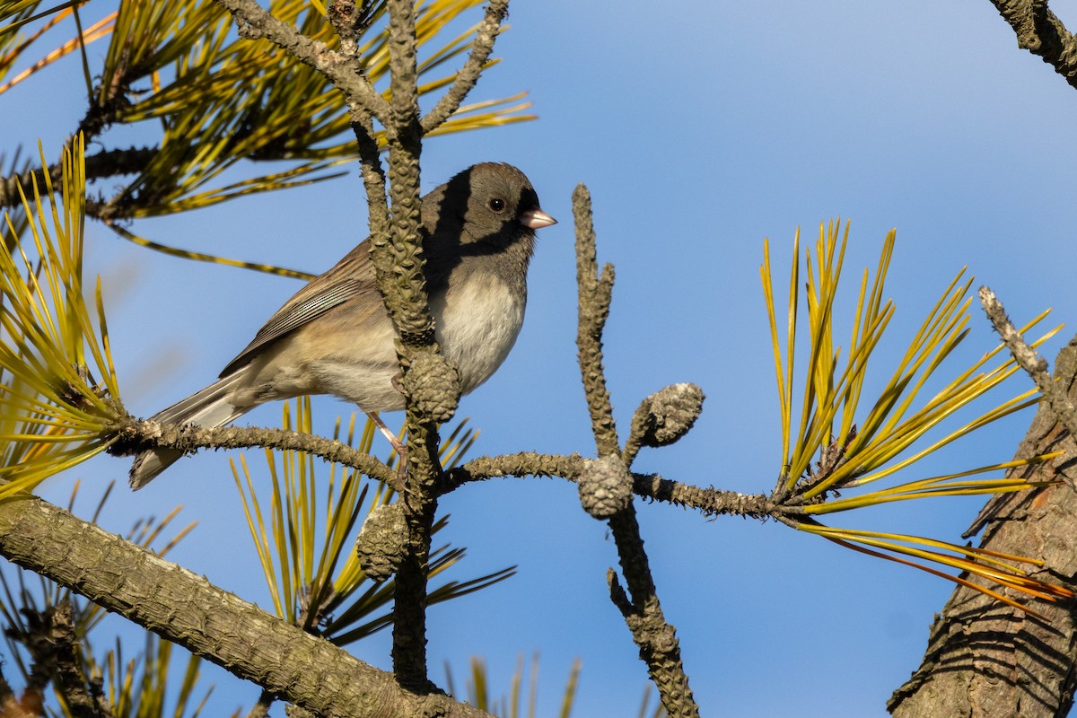 Dark-eyed Junco - ML628107380