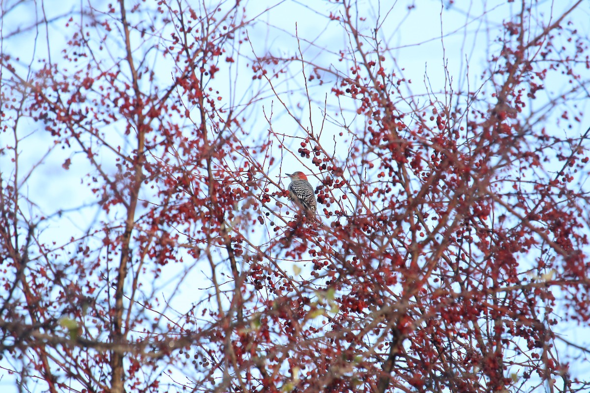 Red-bellied Woodpecker - ML628107396