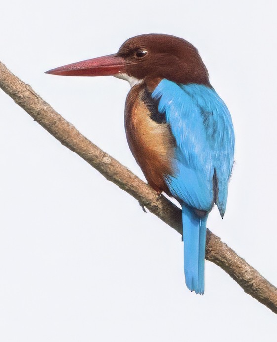 White-throated Kingfisher - ML628107401