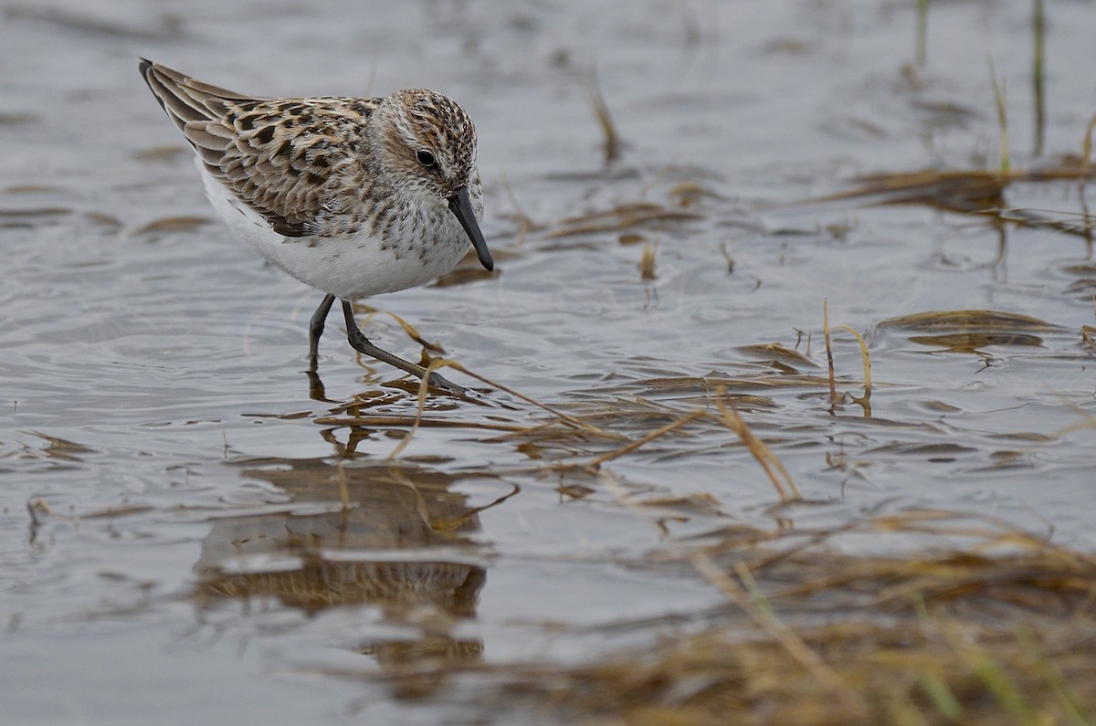 Semipalmated Sandpiper - Malcolm Gold