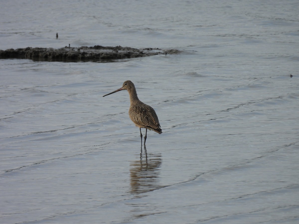 Marbled Godwit - ML628107431