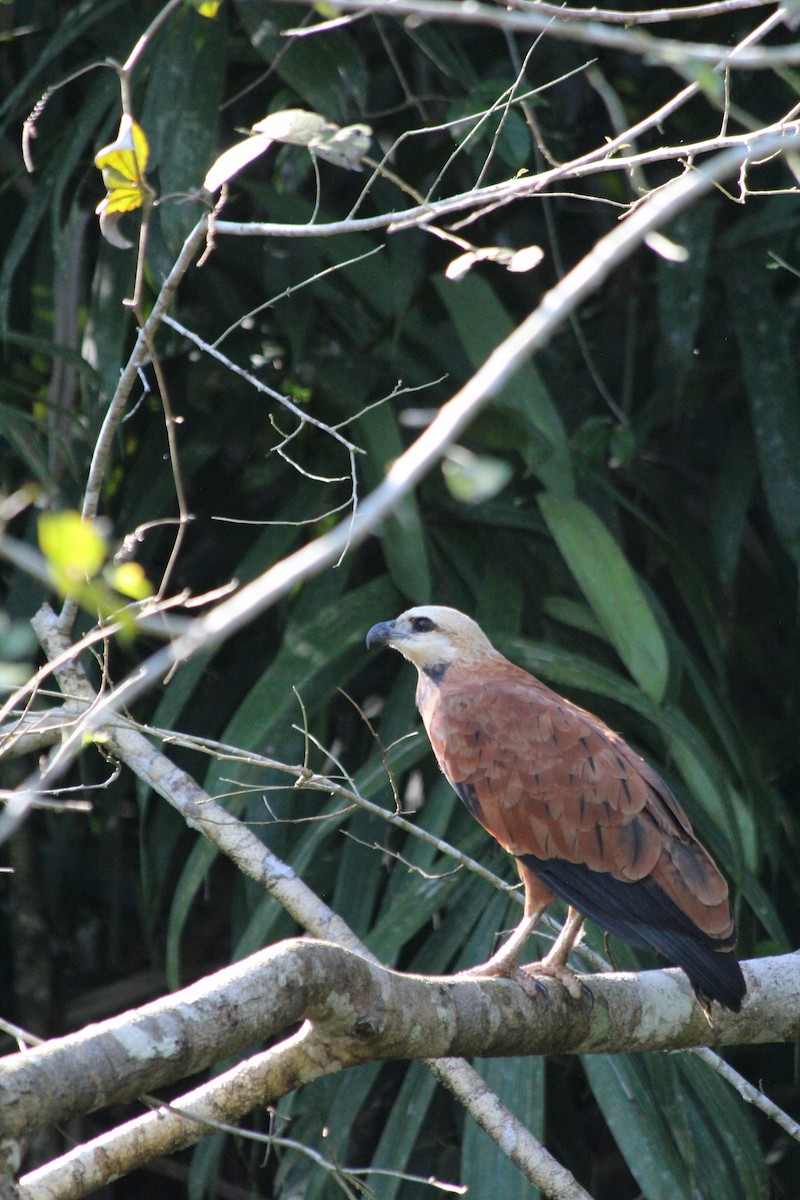 Black-collared Hawk - ML628107462