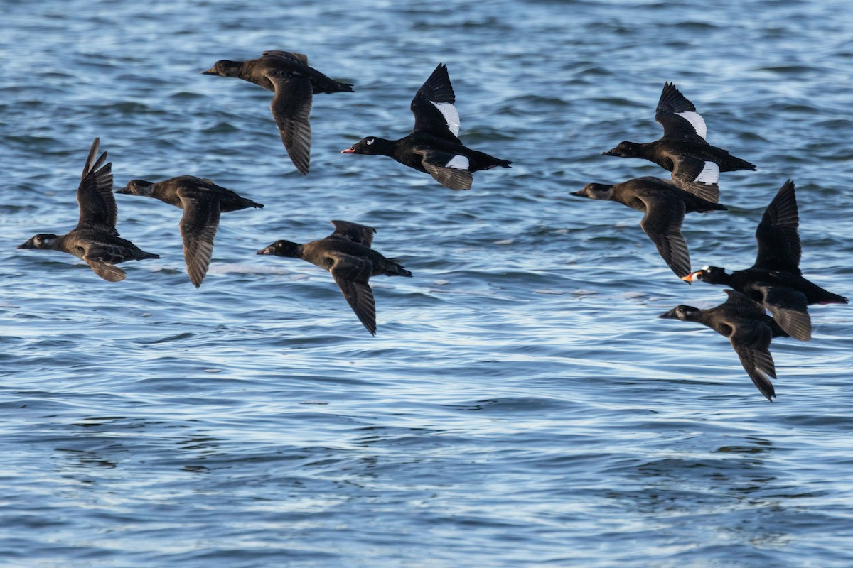 White-winged Scoter - ML628107483