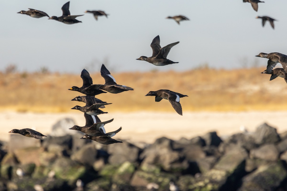 Black Scoter - ML628107492