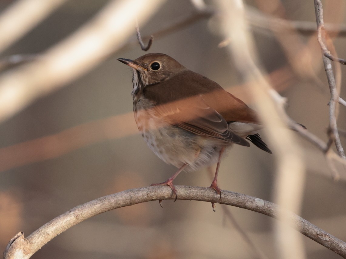 Tordo di Pallas - ML628107501