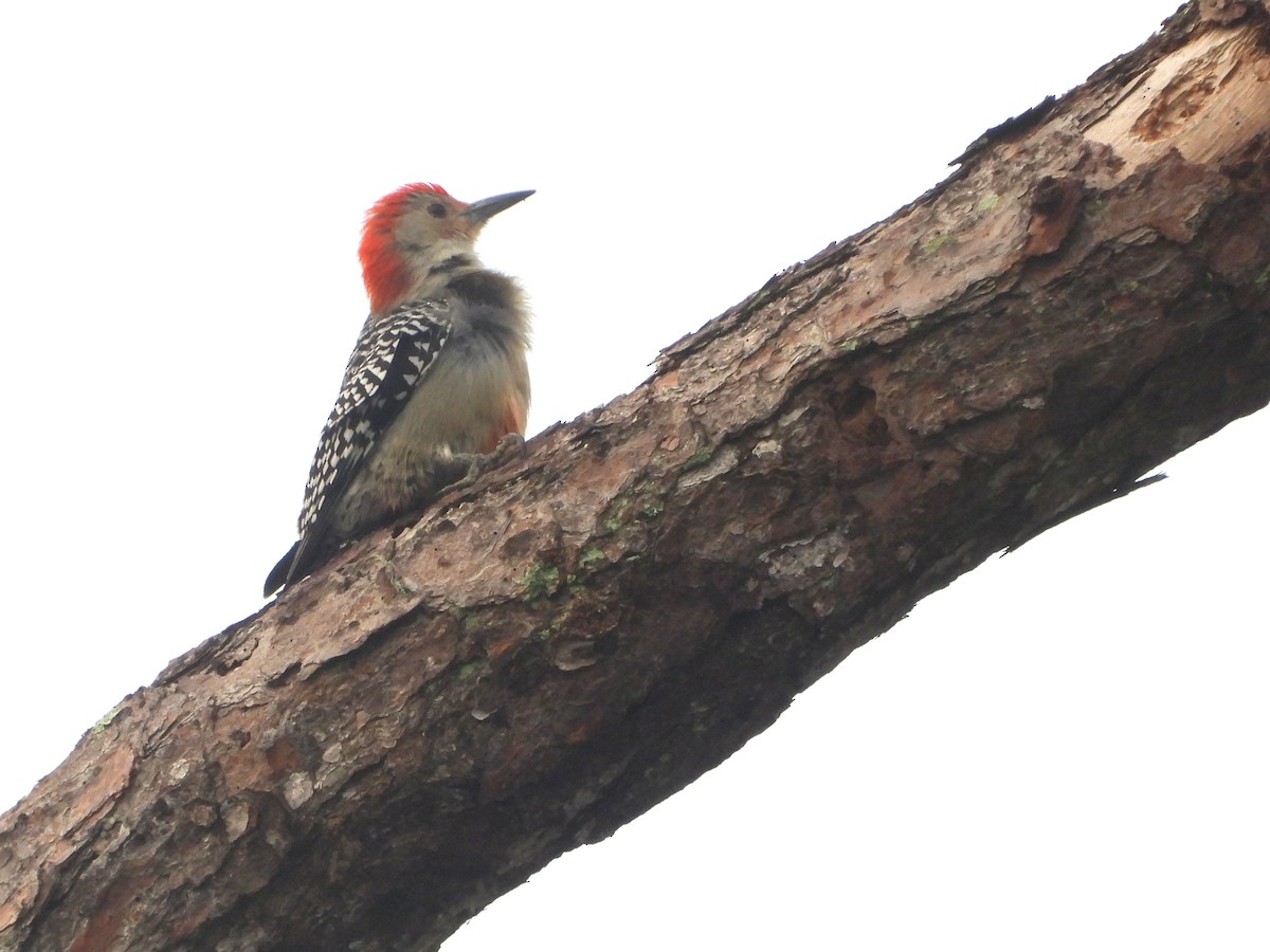 Red-bellied Woodpecker - ML628107505