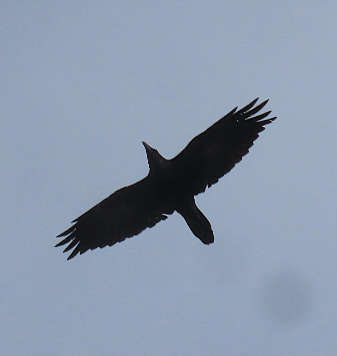 Common Raven - ML628107559