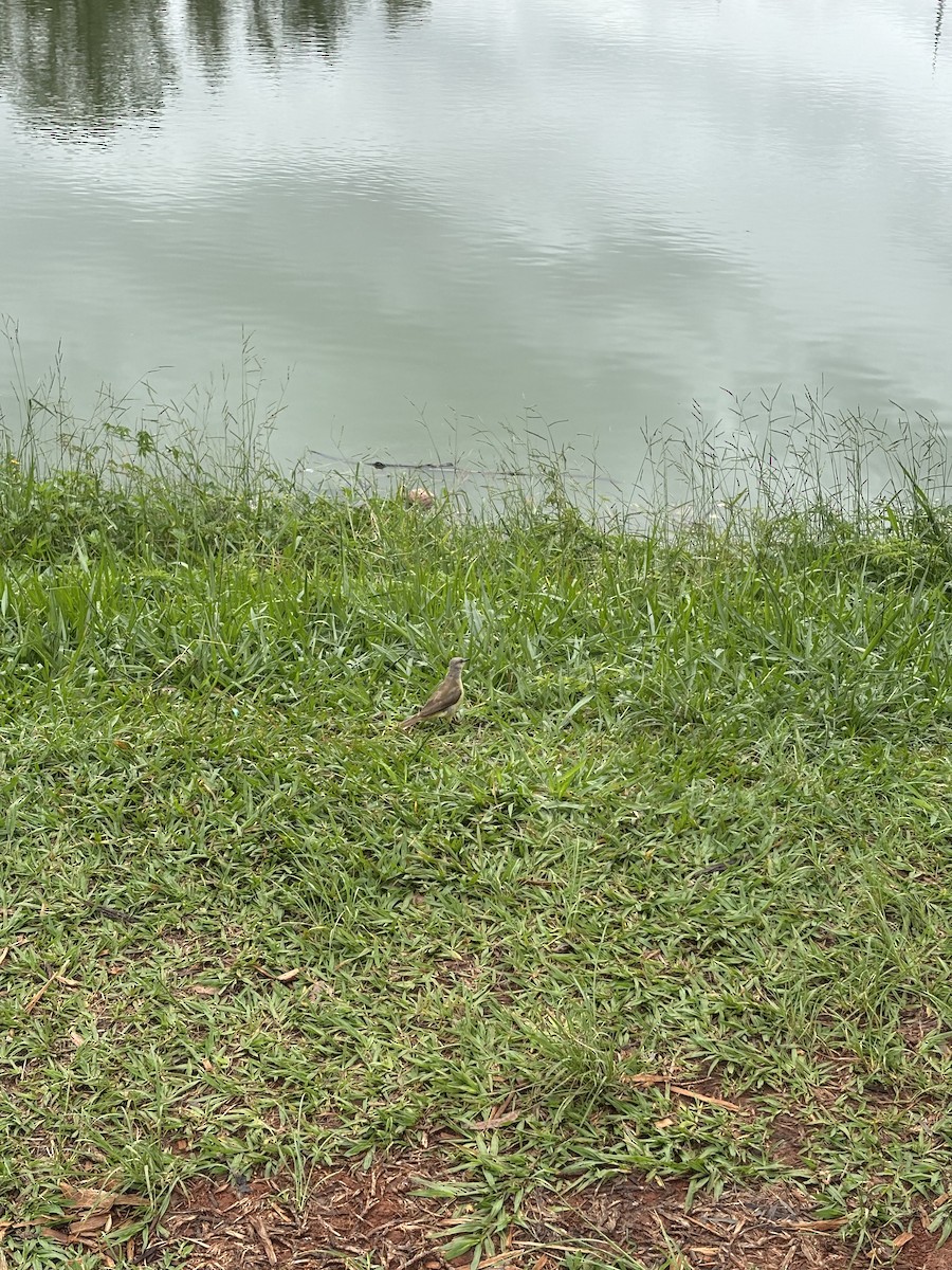 Cattle Tyrant - ML628107670