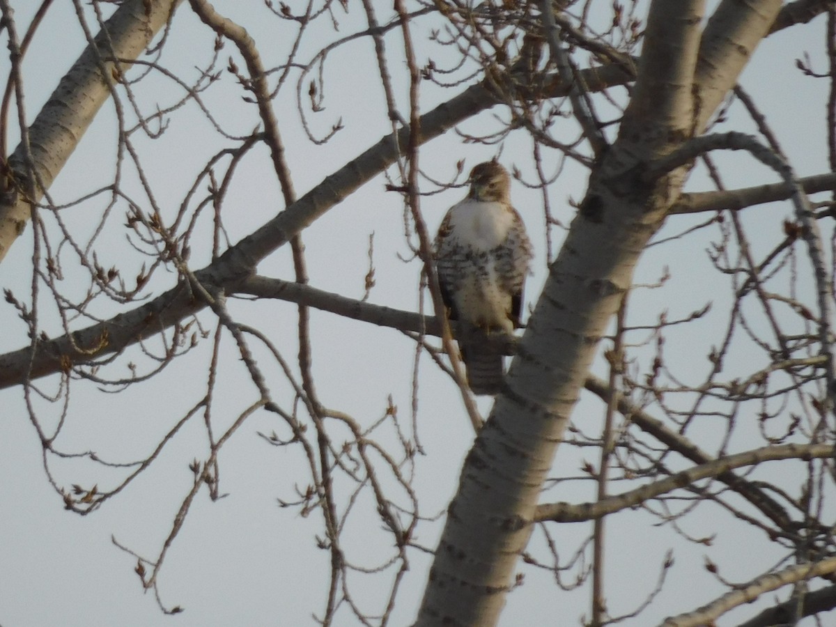 Red-tailed Hawk - ML628107716