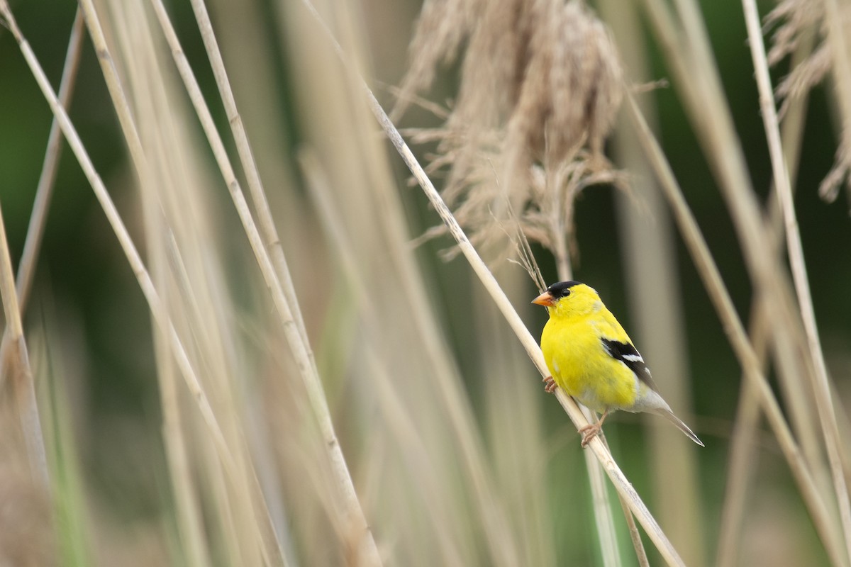 American Goldfinch - ML628107723