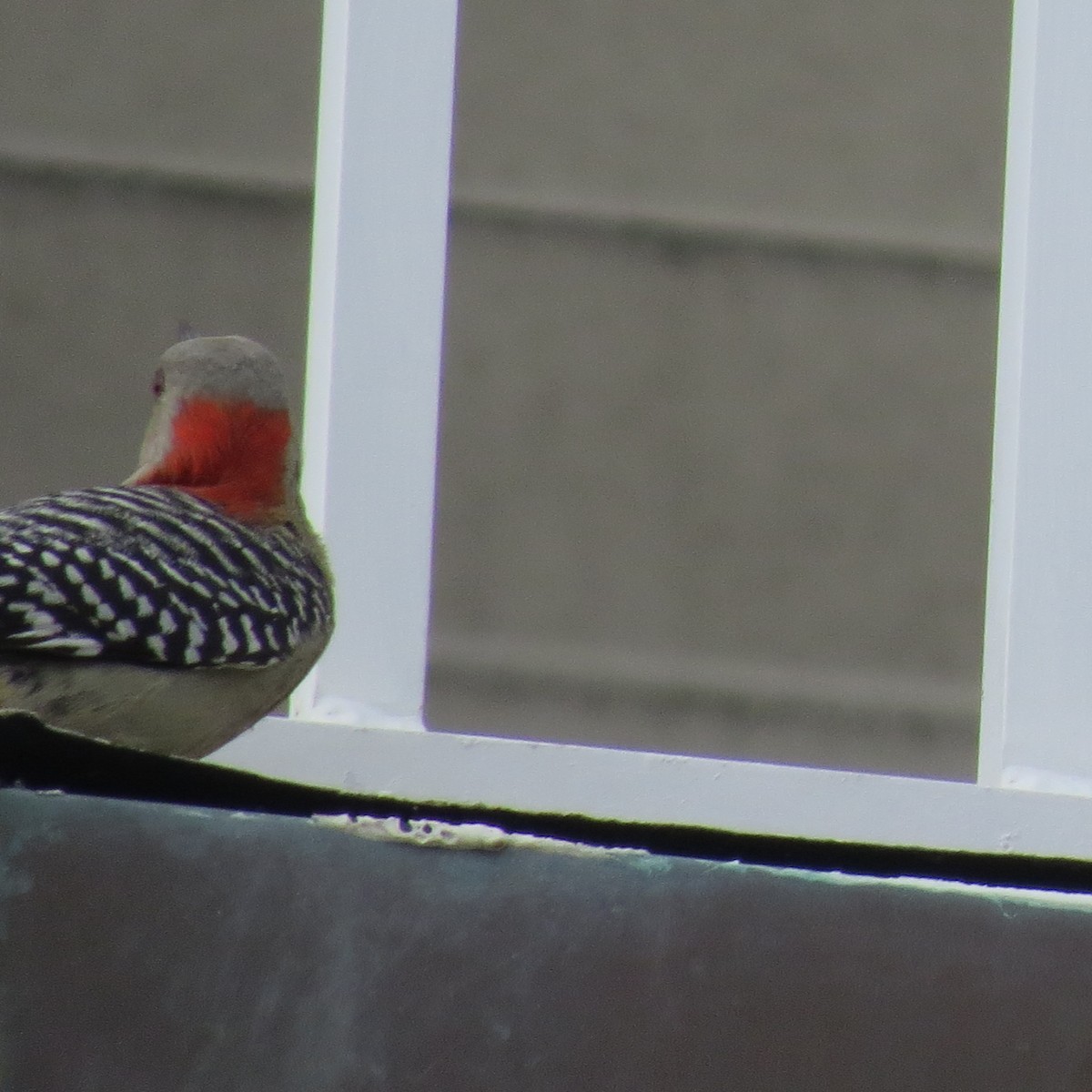 Red-bellied Woodpecker - ML628107738